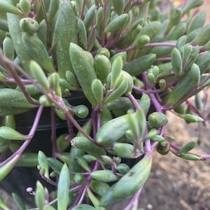 May include: A close-up of a succulent plant with long, thin, green leaves and purple stems. The plant is growing in a pot and has a trailing habit.