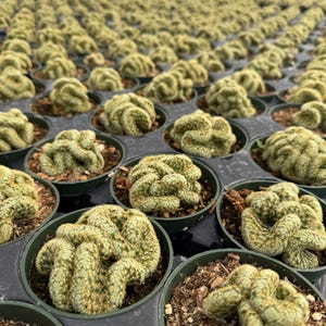 May include: A large collection of small, green, crested cacti planted in individual black plastic nursery pots. Each cactus features a distinct, brain-like, undulating, and rippled growth pattern with fine, short spines covering the surface.