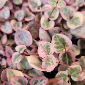 May include: Close-up of a String of Hearts plant, featuring heart-shaped leaves with pink, green, and cream variegation. The trailing vines are visible, creating a lush, textured appearance. The plant is a popular houseplant.