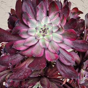 Aeonium Purple Glow Cutting ( 3.5 inches)