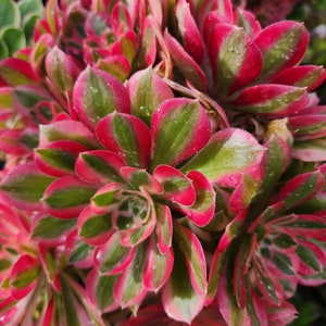 Aeonium Pink Witch Cutting image 2