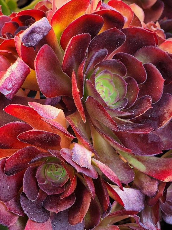 1 Unrooted Cutting of Aeonium Velour | Etsy