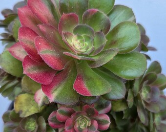 Jeanz23 - Etsy