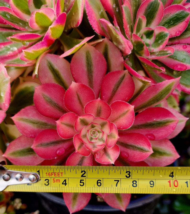 Aeonium Pink Witch Cutting image 4