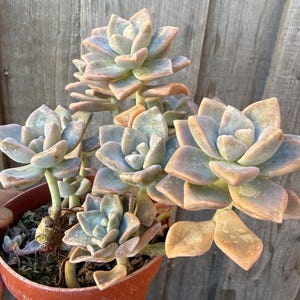 May include: A succulent plant with multiple rosettes of thick, fleshy leaves in shades of pale green, blue, and soft peach. The plant is potted in a simple, round, terracotta-colored plastic container filled with dark soil and organic matter.