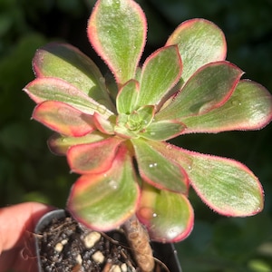 May include: A close-up of a succulent plant in a small black pot. The plant features green leaves with red edges. The leaves are arranged in a rosette pattern. The plant is in a small black plastic pot filled with soil.