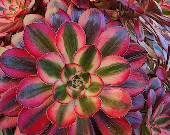 Aeonium Chanel Single Stem Cutting
