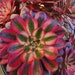 see more listings in the Aeoniums section