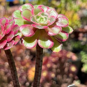 May include: Close-up of two succulents with green and red-edged leaves. The plants have thick, brown stems and are in focus against a blurred background of other plants. The leaves are arranged in a rosette pattern.