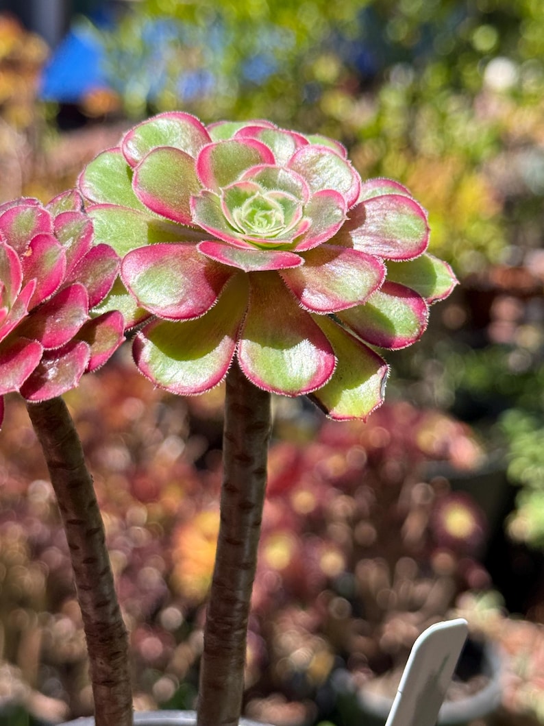 May include: Close-up of two succulents with green and red-edged leaves. The plants have thick, brown stems and are in focus against a blurred background of other plants. The leaves are arranged in a rosette pattern.