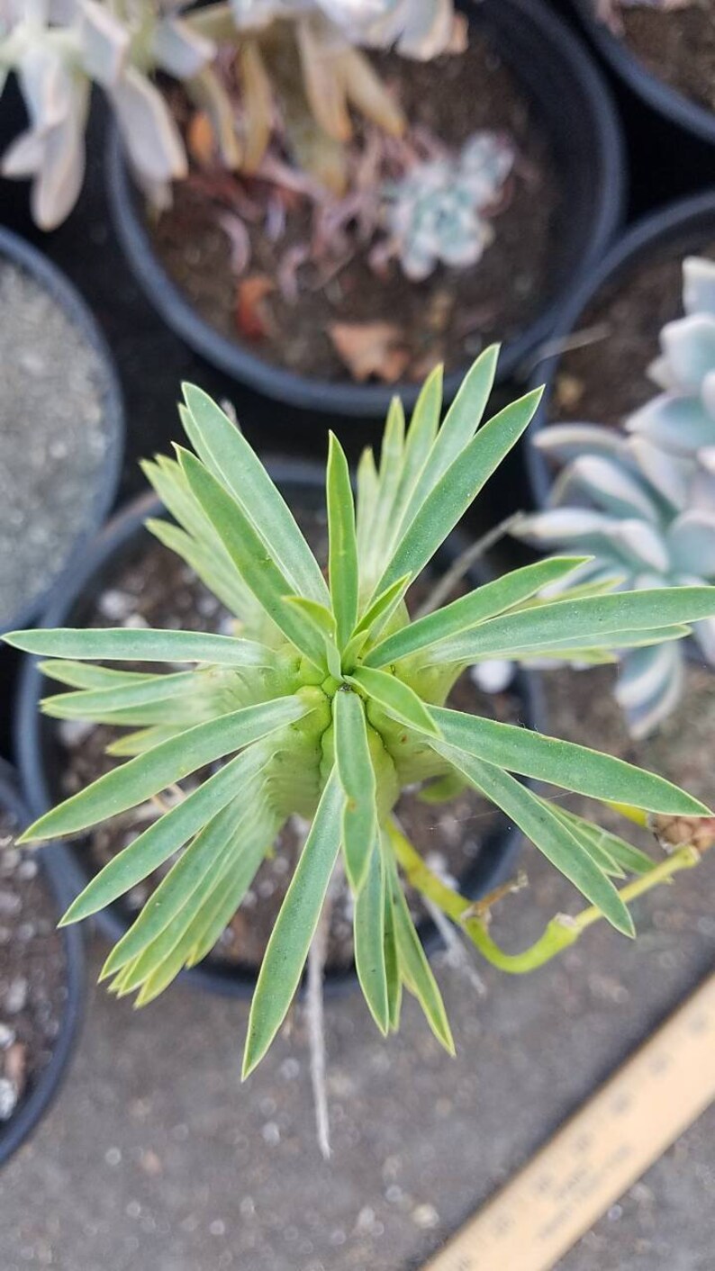 African Palm Tree/ Euphorbia Loricata Etsy