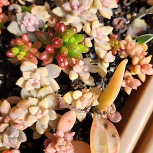 6 Baby Graptosedum/Graptopetalum Cuttings