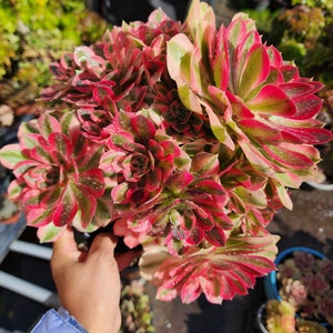 Aeonium Pink Witch Cutting image 9