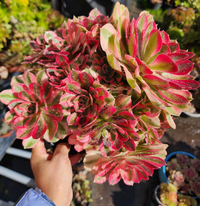 Aeonium Pink Witch Cutting image 9