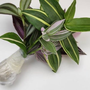 Assorted Tradescantia Cuttings