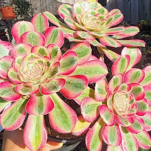 May include: Close-up of vibrant succulents with green, pink, and yellow variegated leaves. The plants are in a black pot, showcasing their rosette shape. Other smaller succulents are in the background.