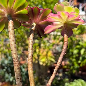 May include: Three succulent plants with green and pink leaves. The leaves have a ruffled edge and are arranged in a rosette shape. The stems are brown and textured. The background is blurred, with green foliage.