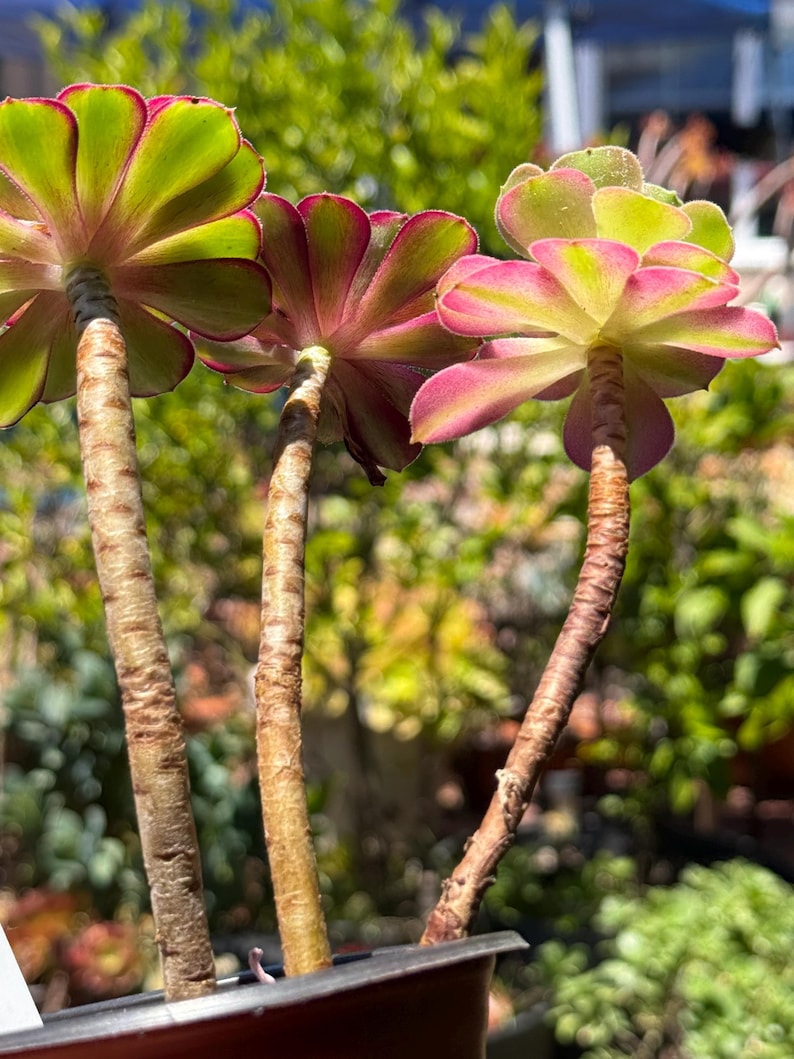 May include: Three succulent plants with green and pink leaves. The leaves have a ruffled edge and are arranged in a rosette shape. The stems are brown and textured. The background is blurred, with green foliage.