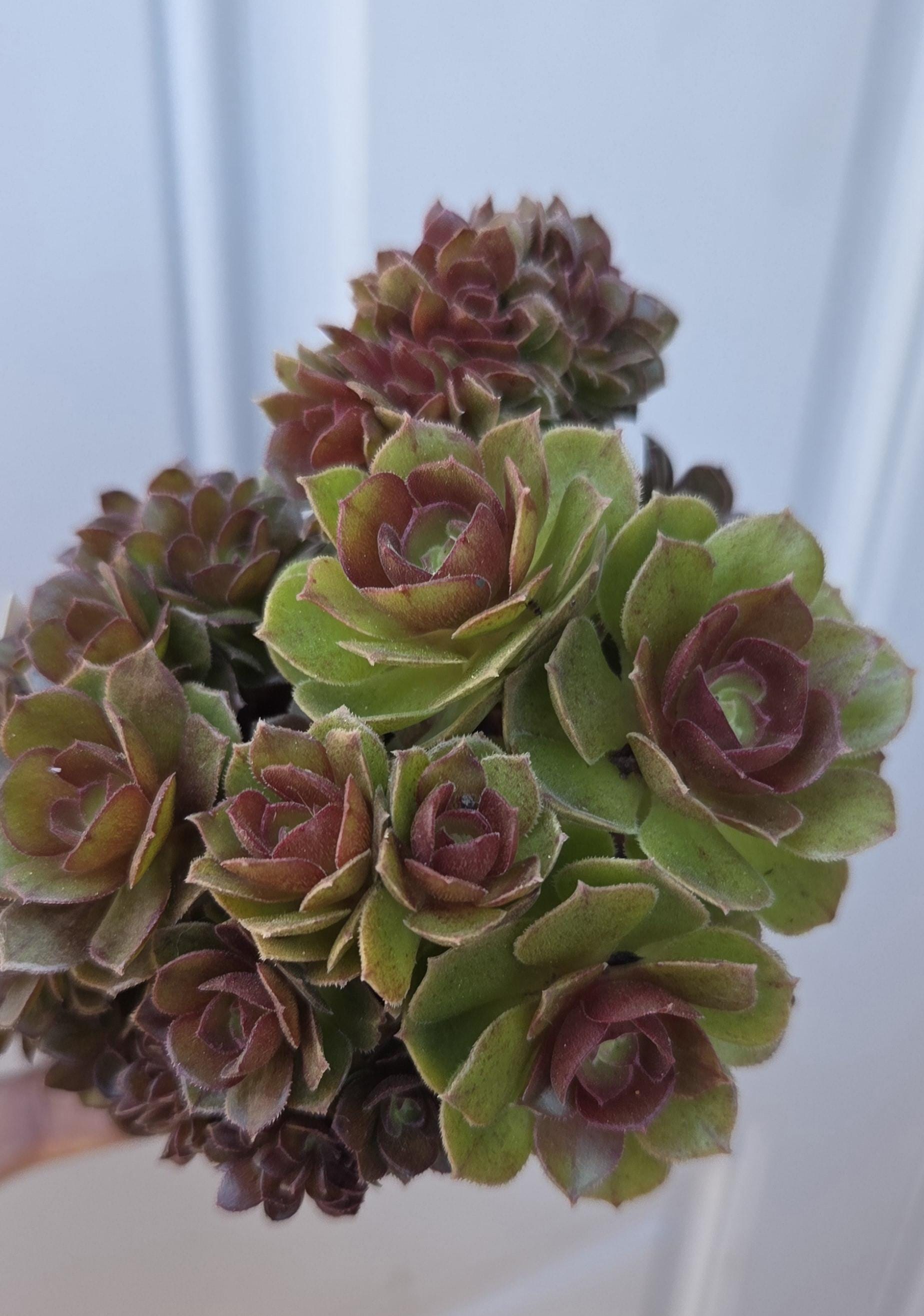 Jeanz23 - Etsy