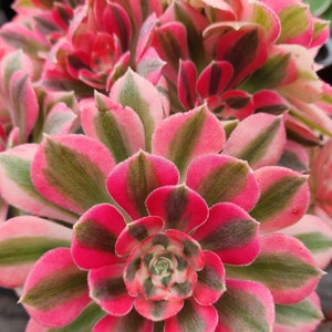 Aeonium Pink Lady Cutting