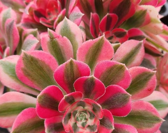 Aeonium Pink Witch Cutting