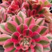 see more listings in the Aeoniums section