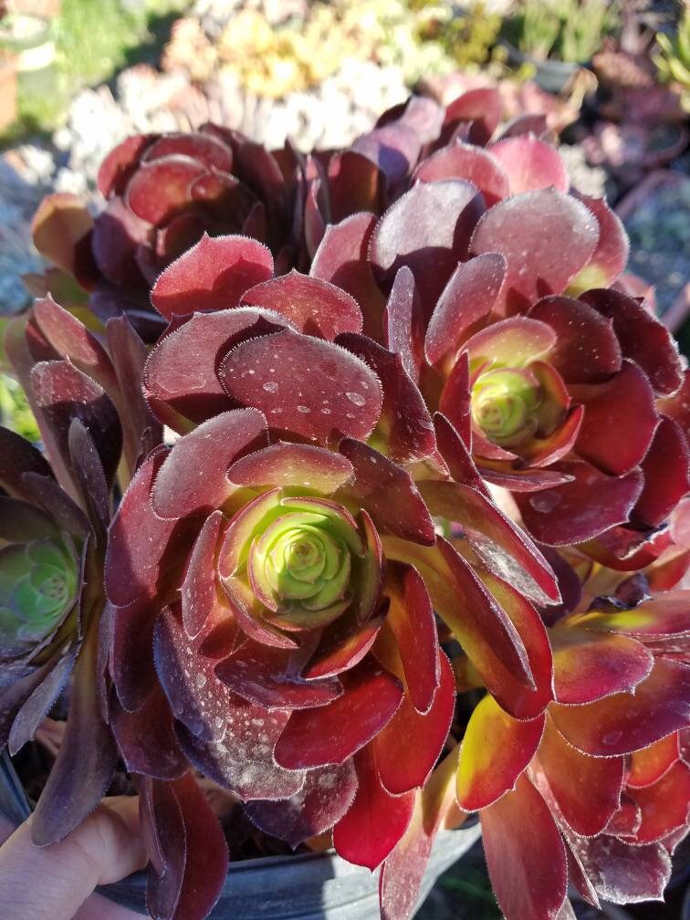 1 Unrooted Cutting of Aeonium Velour | Etsy