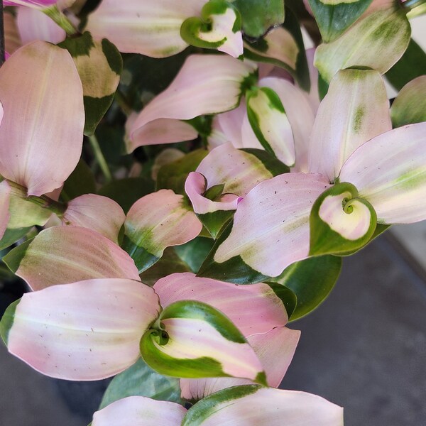 3 cuttings of Tradescantia Blushing Bride