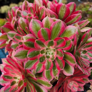 Aeonium Pink Witch Cutting image 7