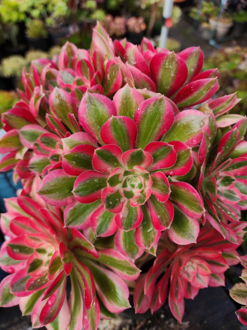 Aeonium Pink Witch Cutting image 7