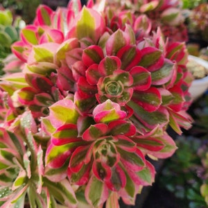 Aeonium Pink Witch Cutting image 3