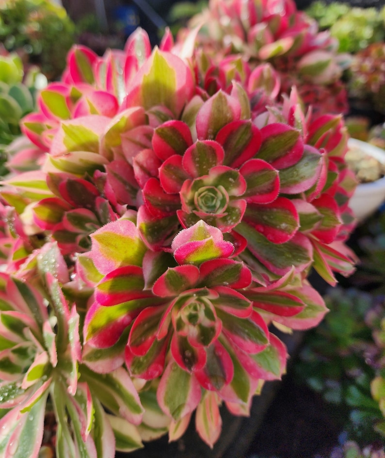 Aeonium Pink Witch Cutting image 3