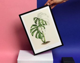 Monstera Variegata - Affiches | 3 tailles | illustration botanique vintage | Idéal pour un cadeau