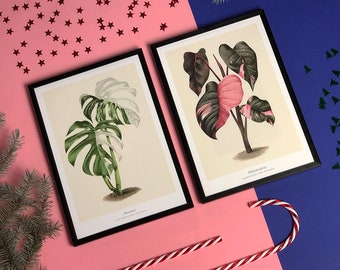 Set de 2 posters - Monstera Variegata + Princesse rose Philodendron - Posters | 3 tailles | illustration botanique vintage | Idéal pour un cadeau