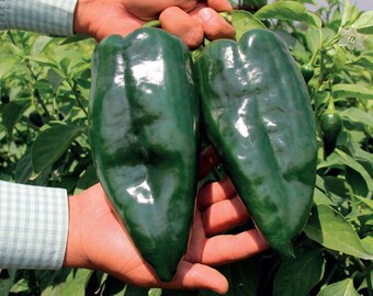 50 Seeds Sweet Charleston Pepper Seeds Herliom A047 Natural Pepper