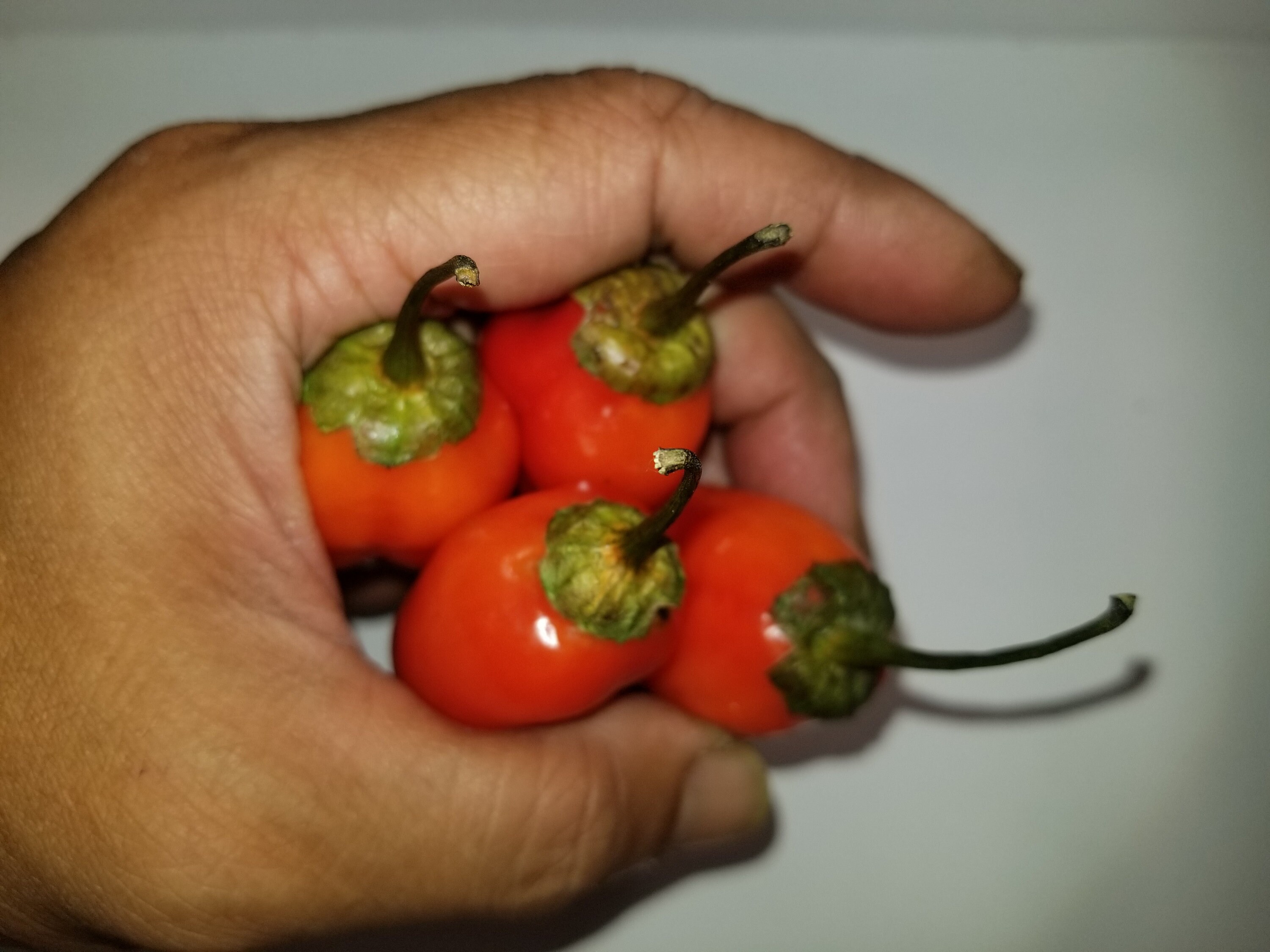 strawberry puma
