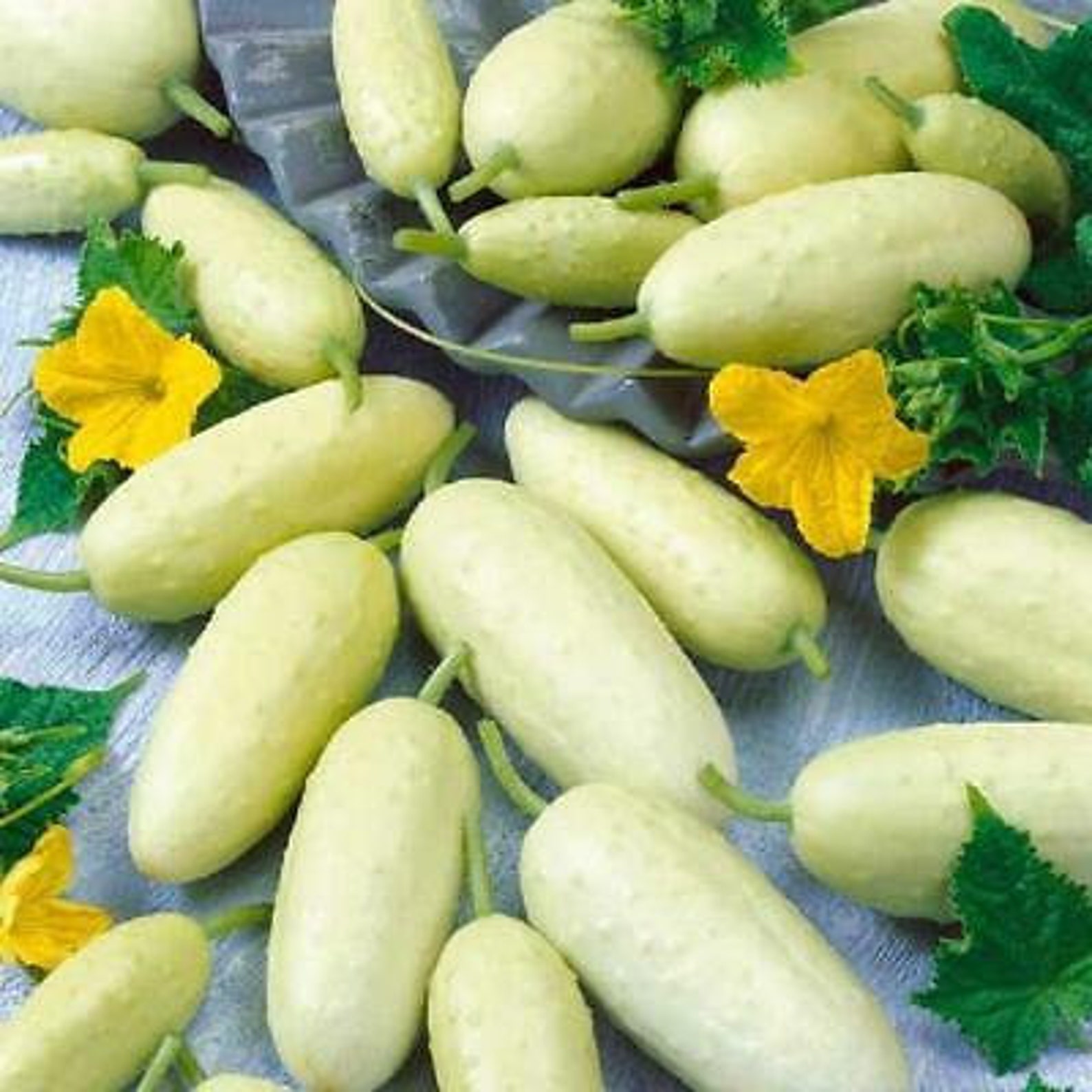 White Wonder Cucumber 30 Seeds Heirloom Nongmo Vegetable Etsy