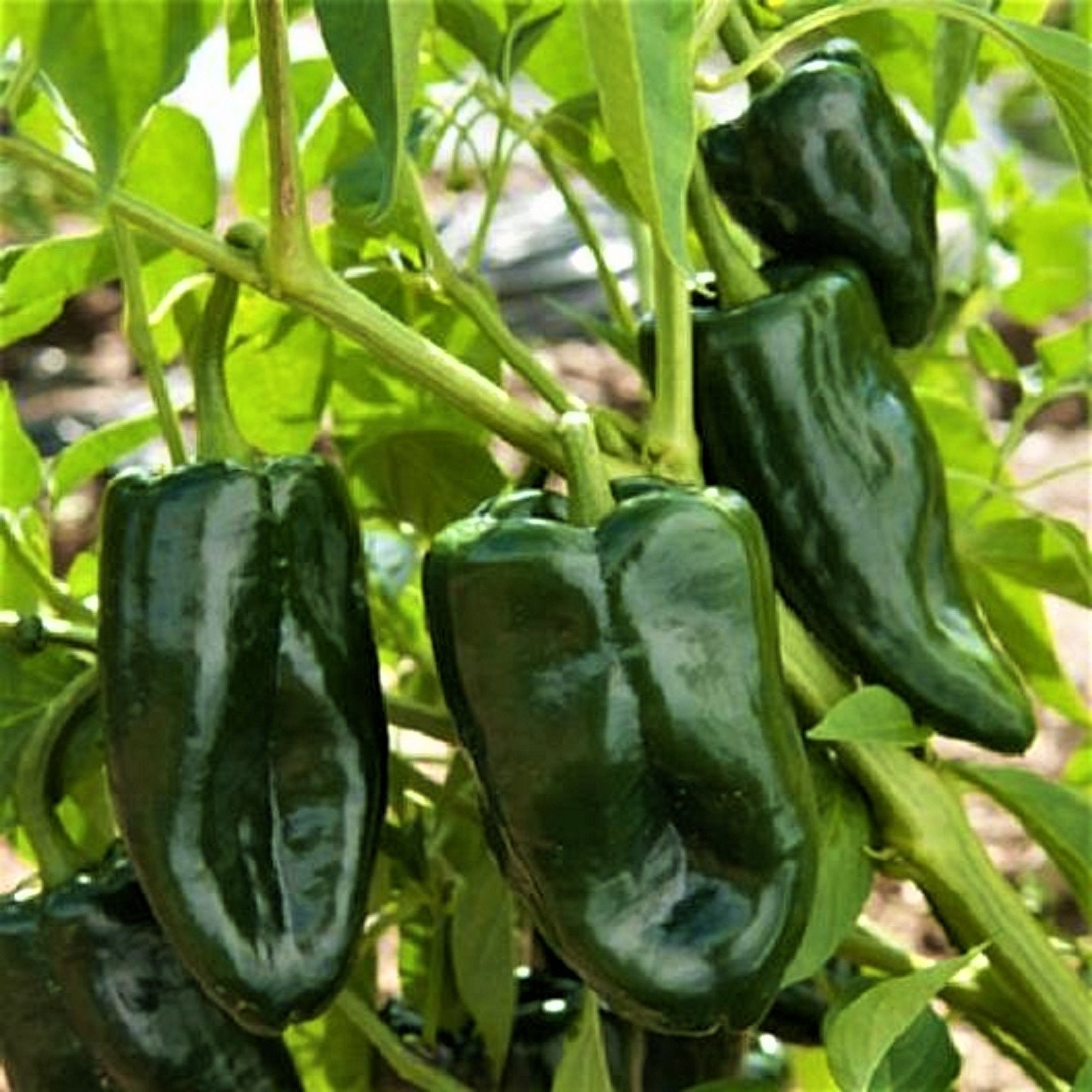 Ancho / Poblano Pepper 15 Seeds Heirloom NonGMO Etsy