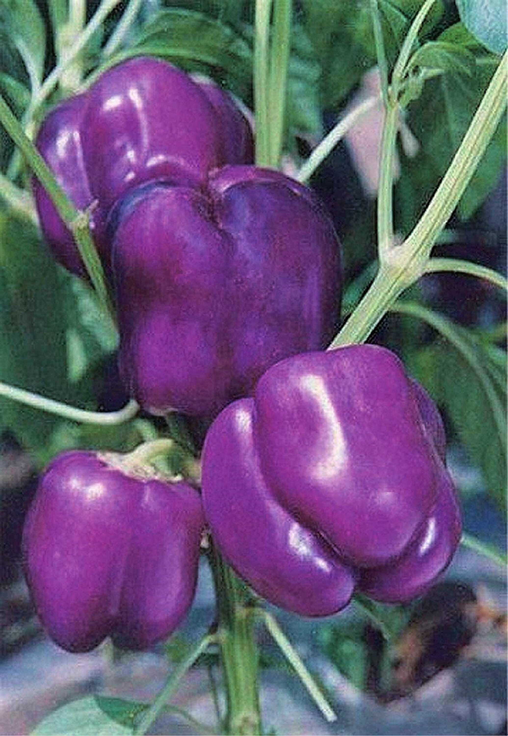 Lilac Purple Bell Pepper 15 seeds Etsy
