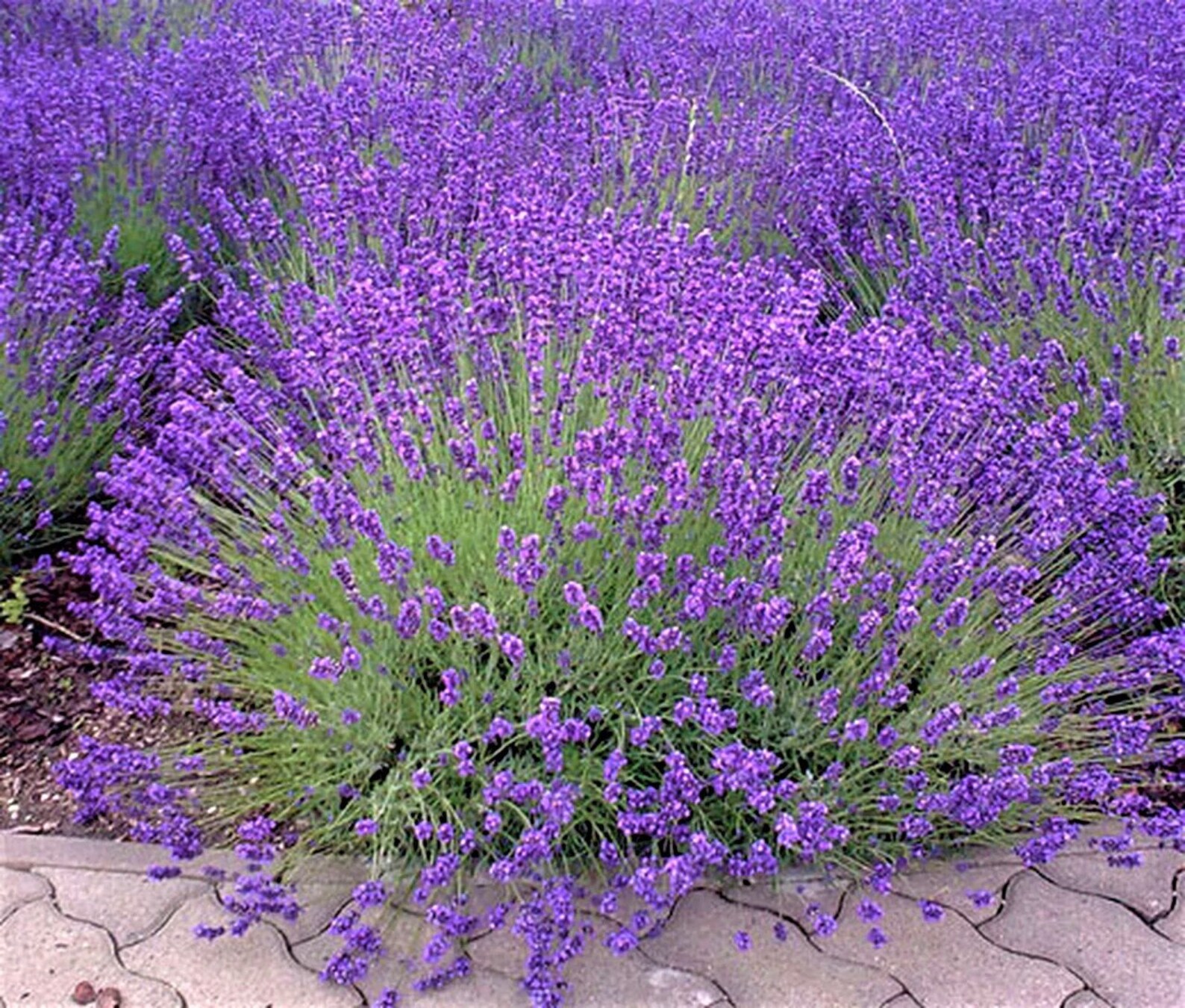 500 Common English Lavender Seeds NonGMO USA Seller Fast Etsy