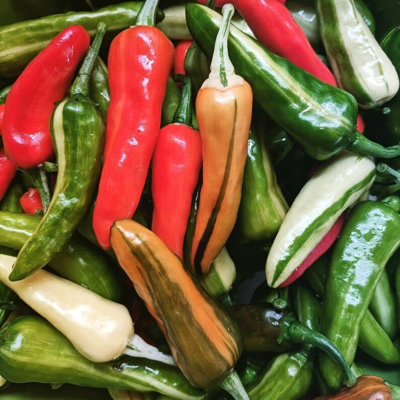 Fish Pepper 15 Organic Seeds Rare Variegated Medium Hot Etsy