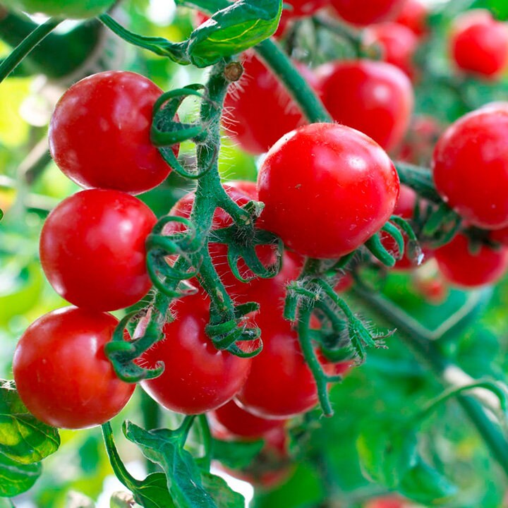 30 Large Red Cherry Tomato seed Etsy