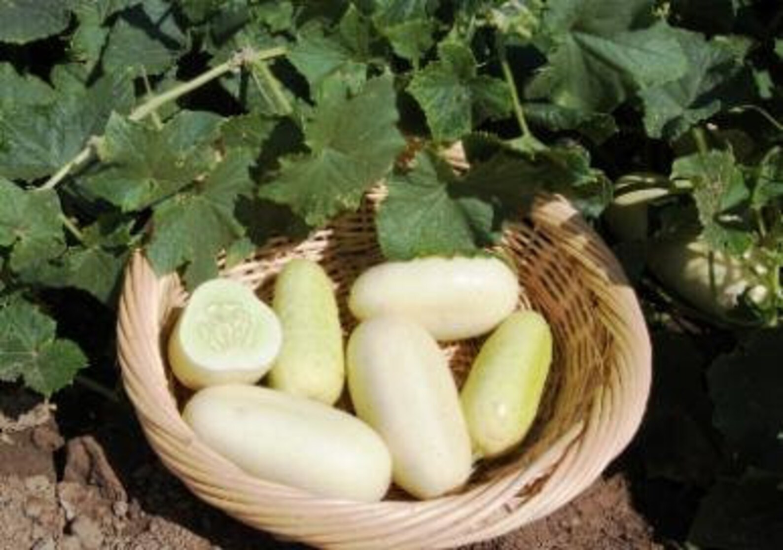 White Wonder Cucumber 30 Seeds Heirloom Nongmo Vegetable Etsy