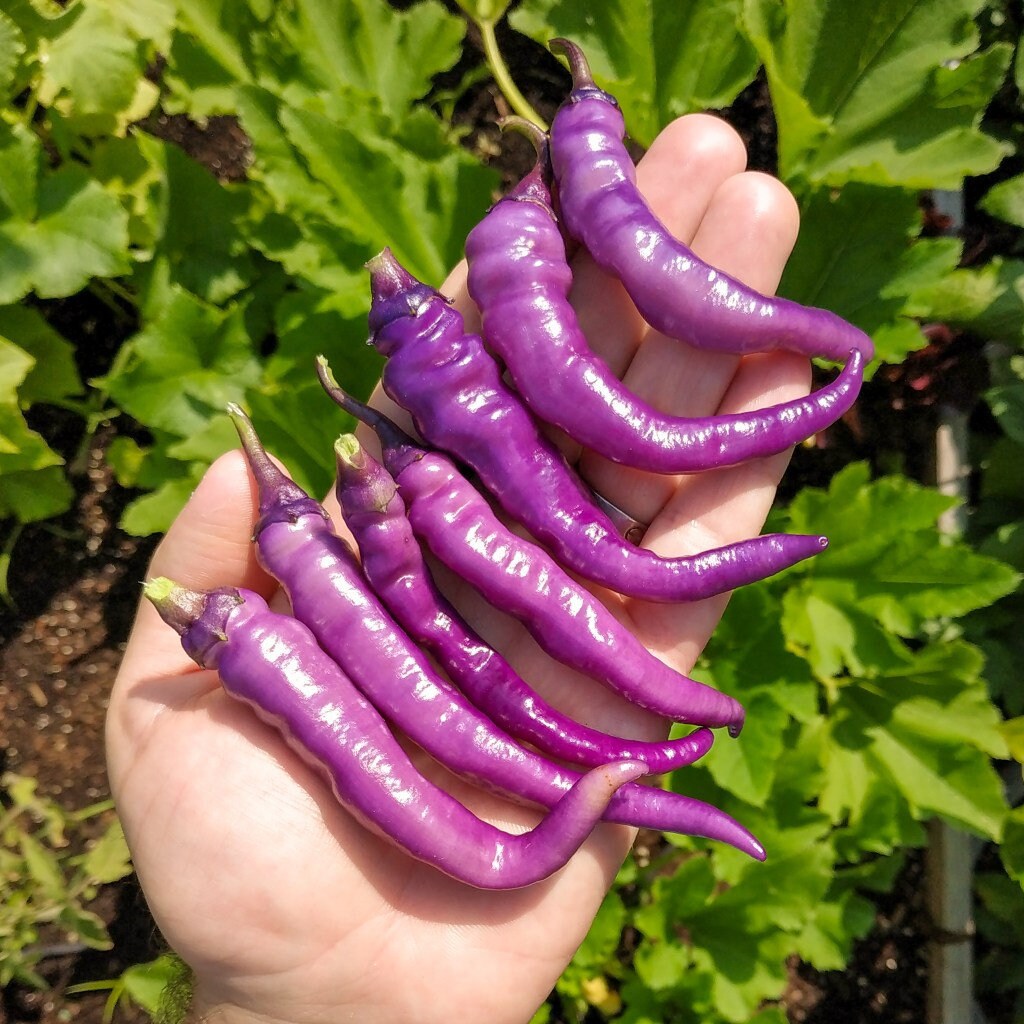Buena Mulata Purple Hot Pepper 15 Semillas Purple Beauty Etsy