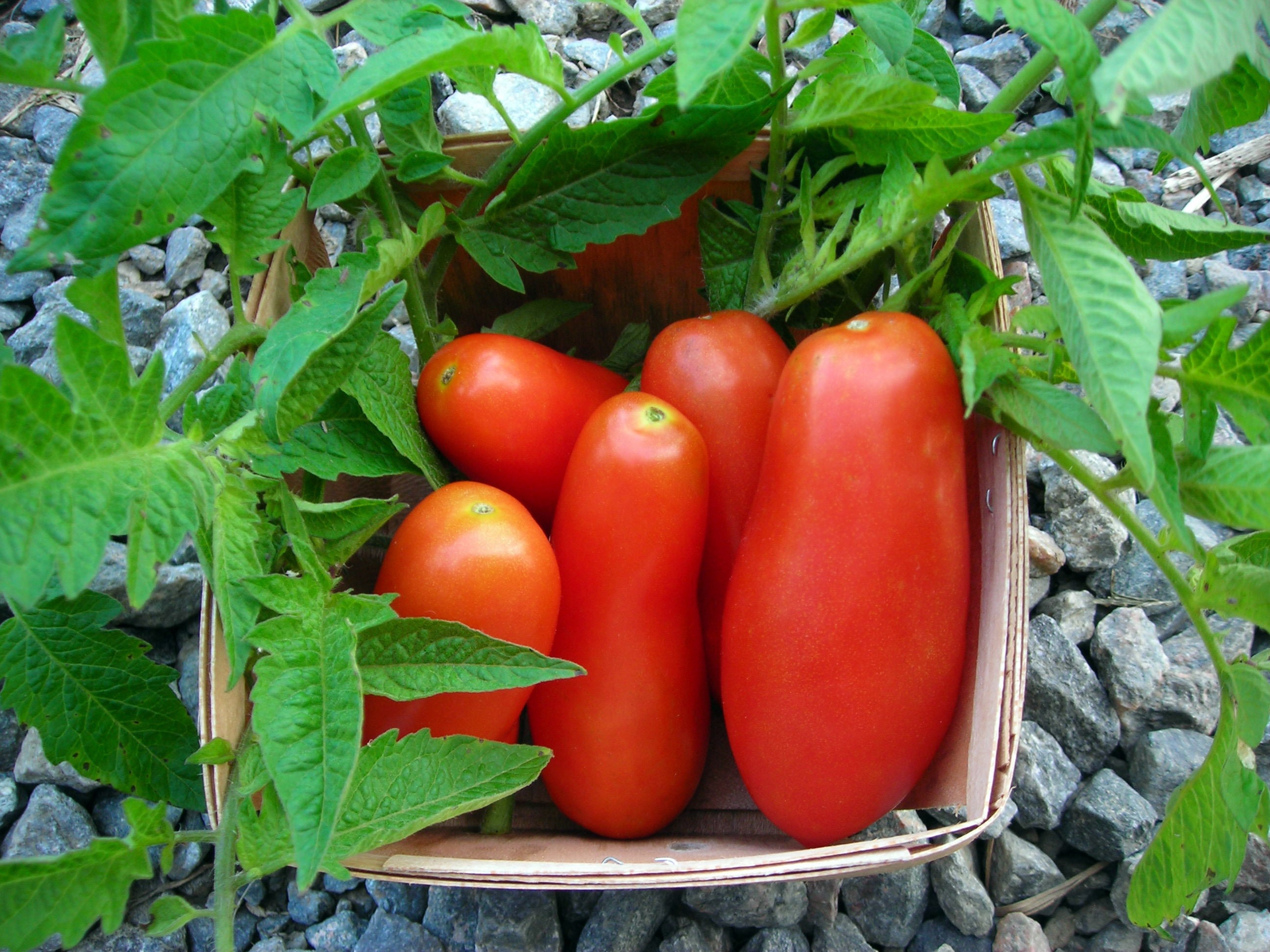 San Marzano Heirloom Tomato Seeds NONGMO 30 Seeds Prolific Etsy San Marzano Heirloom Tomato Seeds NONGMO 30 Seeds Prolific Etsy