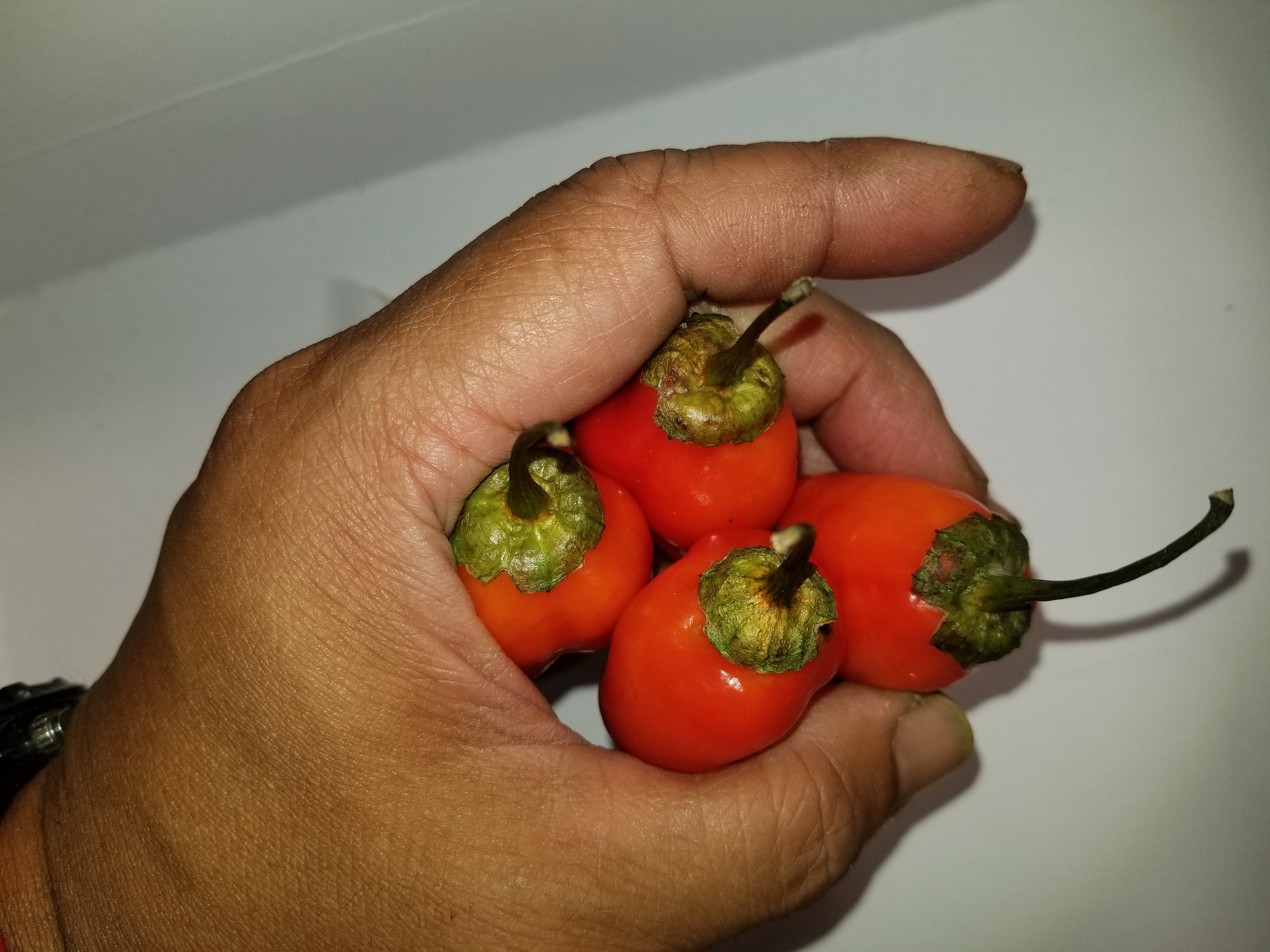 strawberry puma