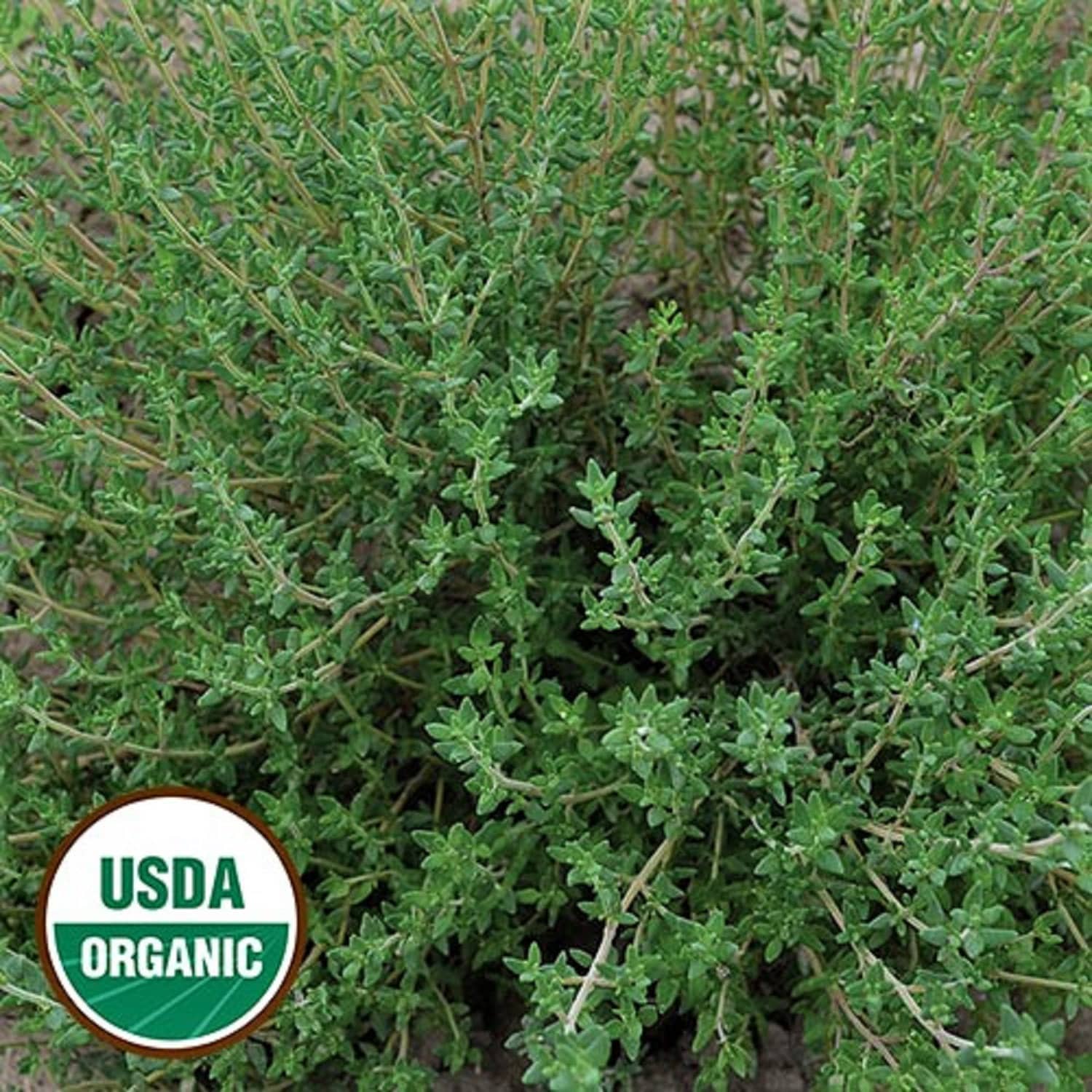 Organic Thyme 300 Seeds Herb Heirloom Non GMO fragrant Etsy UK