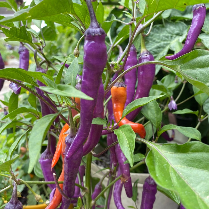 Buena Mulata Purple Hot Pepper 12 Seeds purple Beauty Color Etsy