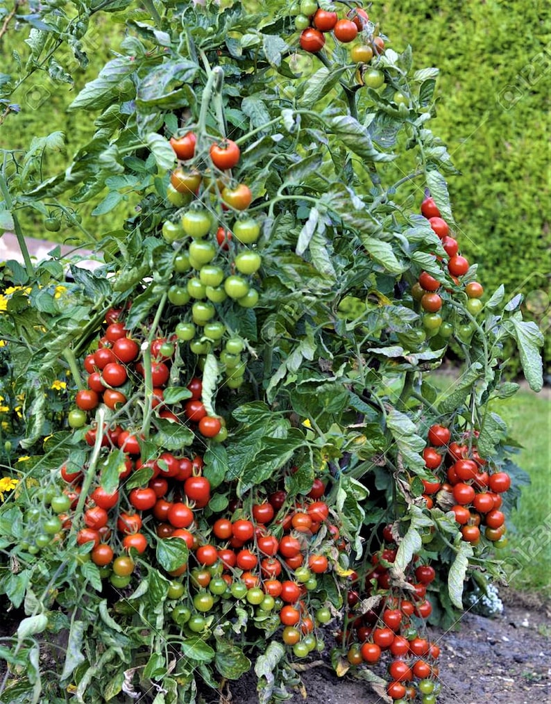 Super Sweet 100 Cherry Tomato Seeds Nongmo Heirloom Tomato Etsy