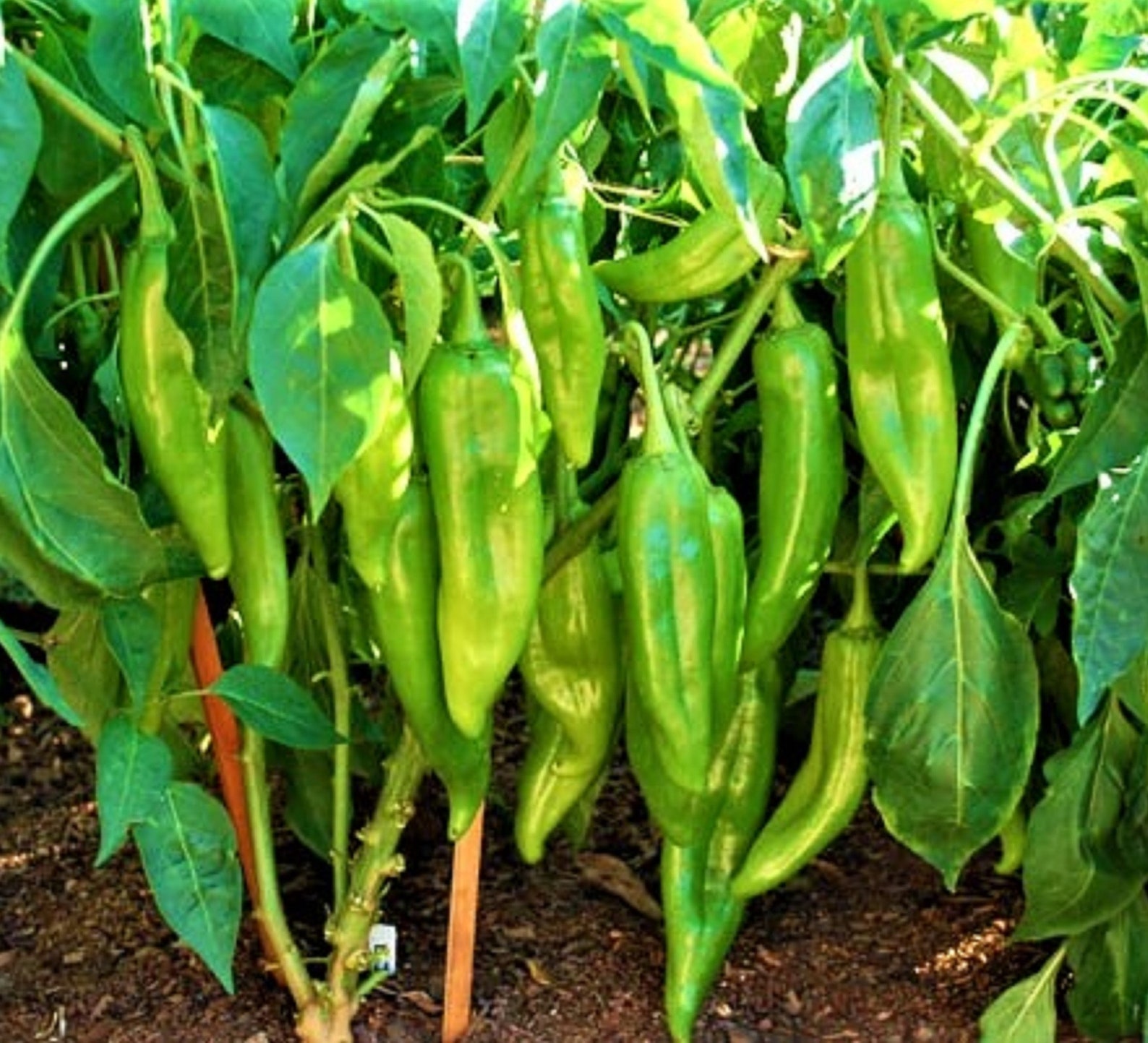 New Mexico Big Jim Chili Pepper 25 Seeds NuMex Hatch Ristra Etsy